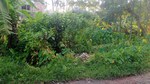7900 Sq.Ft. Plot in Kolkatta GPO