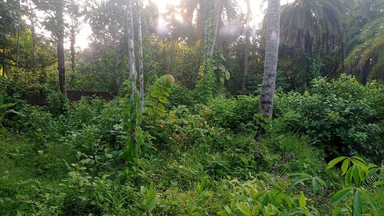 Garden, kolkatta gpo  7900 Sq.Ft. Plot In Kolkatta Gpo Kolkata 10555551