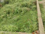 600 Sq.Ft. Plot in Sabhapur