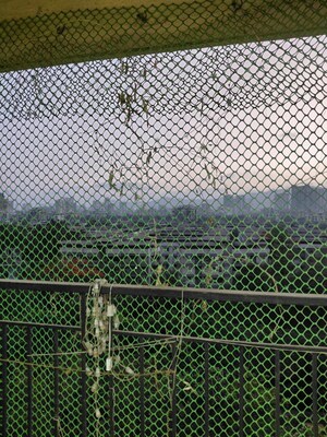 3 BHK Apartment For Rent in Damji Shamji Mahavir Spring Tulip Phase 1, Pokhran Road No Two