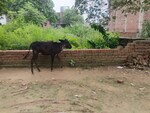30 Sq.Yd. Plot in Sabhapur