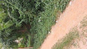  Plot For Sale in Sarjapur