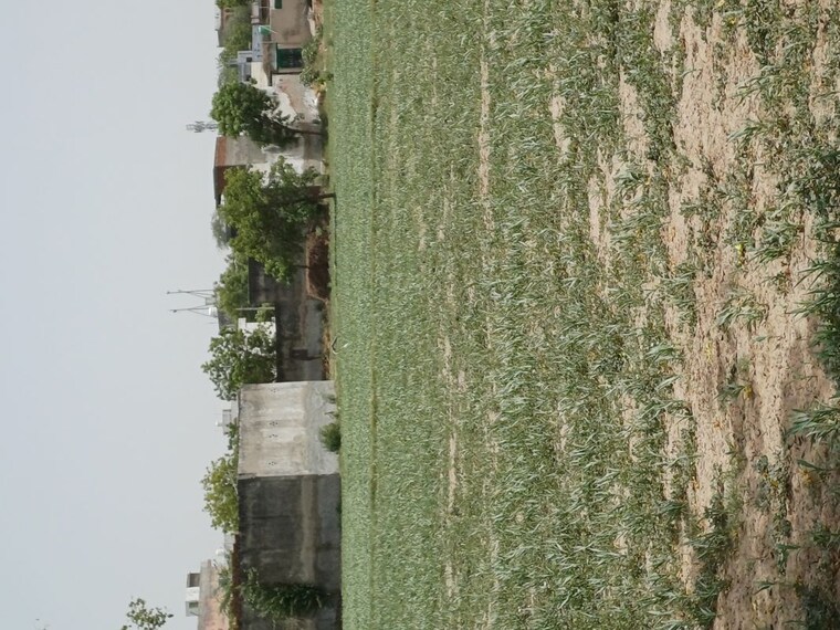 Exterior View, karnera village  85 Sq.Yd. Plot In Karnera Village Faridabad 10561072