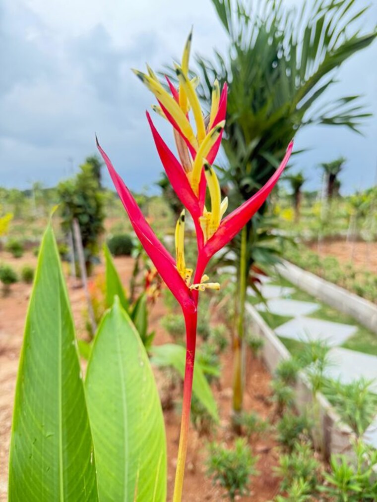 Garden, sgd-elite  600 Sq.Ft. Plot In Chintapallyguda Hyderabad 10562124