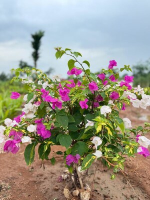  Plot – Garden View at Yacharam - for Sale