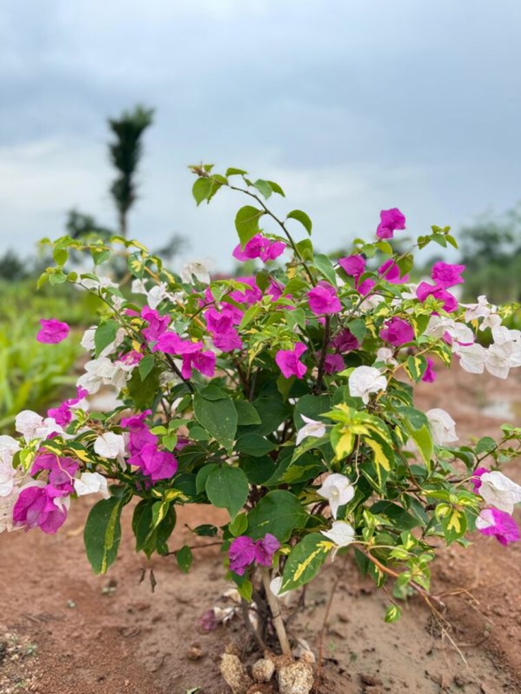 Garden, yacharam  500 Sq.Ft. Plot In Yacharam Hyderabad 10562125