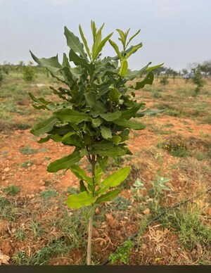  Plot – Garden View at Konda Bheemanapally - for Sale