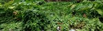 3600 Sq.Ft. Plot in Bagharbari