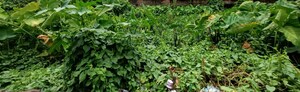  Plot For Sale in Bagharbari