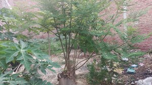 Plot Area in  Plot at Daheli Sujanpur Kda Colony – for Sale