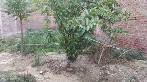 Plot Area in  Plot at Daheli Sujanpur Kda Colony – for Sale
