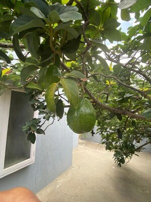 3 BHK Villa – Garden View at Hegde Nagar - for Rent