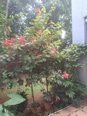 4 BHK Villa – Garden View at Thanisandra - for Rent
