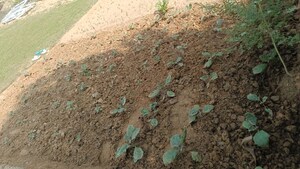 Plot Area in  Land at Sector 59 – for Rent