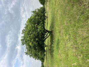  Plot – Garden View at Surampalli - for Sale