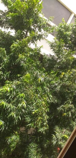2 BHK Apartment – Garden View at Peace Heaven, Bandra West - for Rent