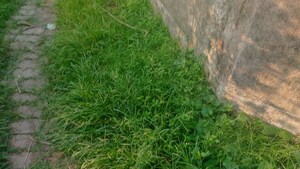 Plot Area in  Plot at Malancha – for Sale