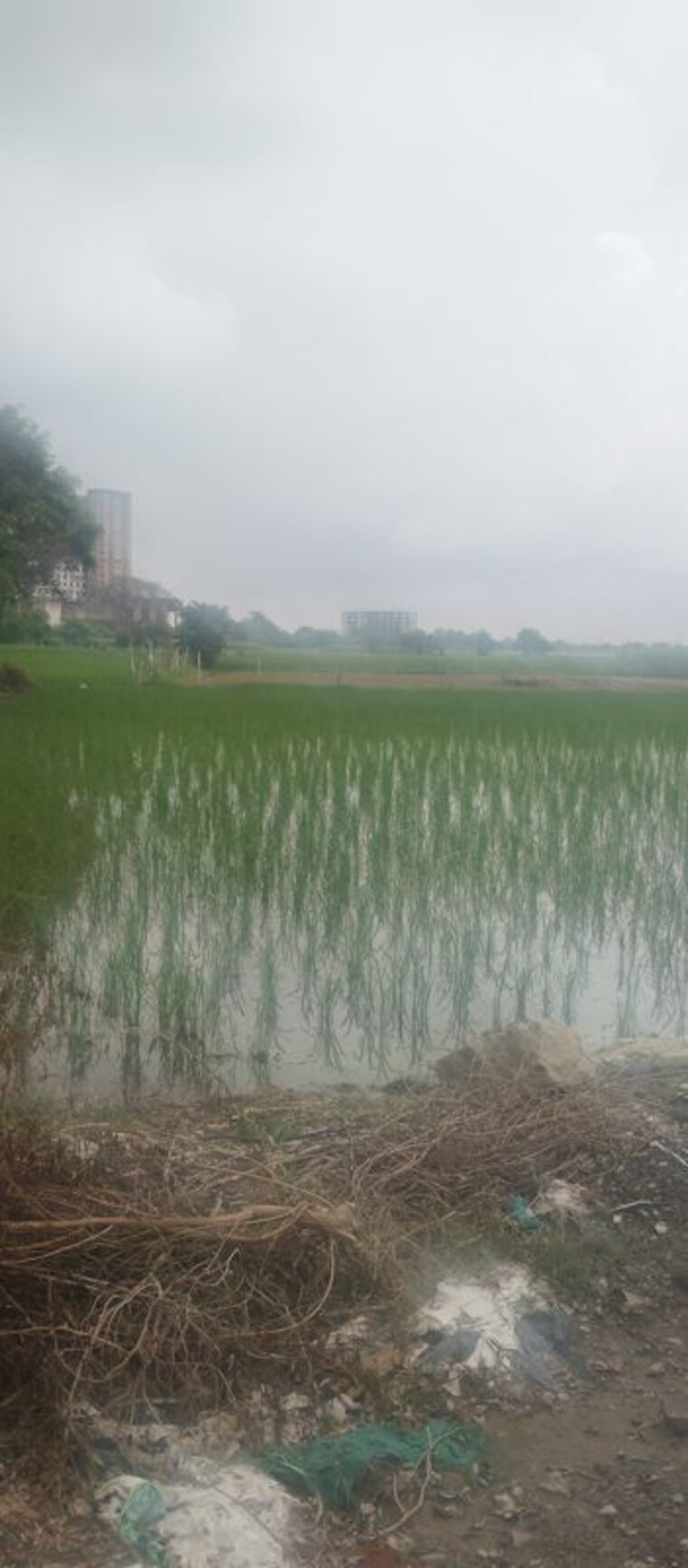undefined, tech zone greater noida  1008 Sq.Ft. Plot In Tech Zone Greater Noida Greater Noida 10572510