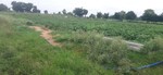 1 Acre Plot in Shadnagar