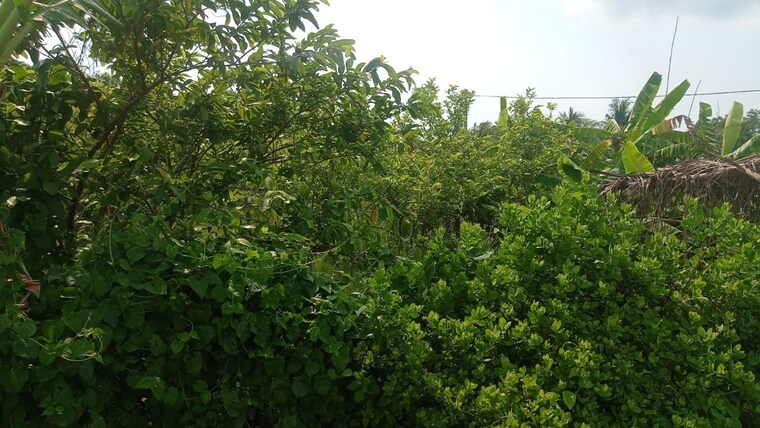 Garden, baruipur  7210 Sq.Ft. Plot In Baruipur Kolkata 10574716
