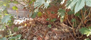  Plot – Exterior View View at Sector 94 - for Sale