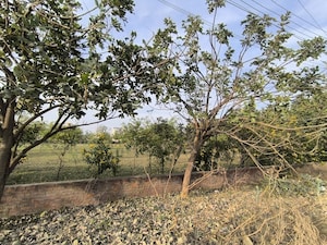 Plot Area in  Plot at Corre Sumedha Residency, Farukh Nagar – for Sale
