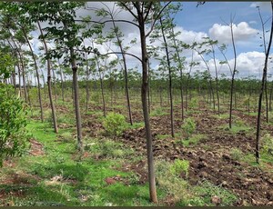  Land For Sale in Shankarpalli