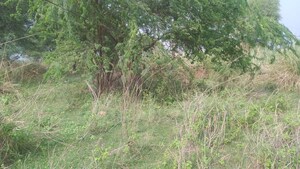 Plot Area in  Plot at Kaithi – for Sale