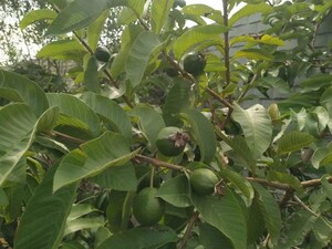  Plot – Garden View at Chanda Nagar - for Sale