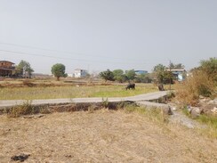 Plot For Sale in Jasai