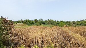 Plot Area in  Plot at Baderaipur Road – for Sale