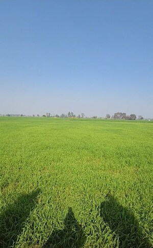  Land For Sale in Sikandrabad