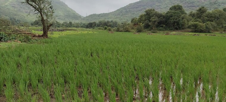 Garden, nasik road  1 Acre Plot In Nasik Road Nashik 10585252