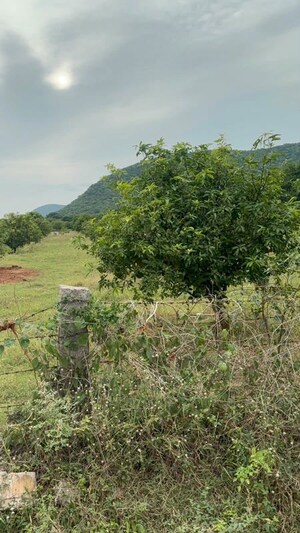 Plot Area in  Plot at Surampalli – for Sale