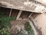 250 Sq.Yd. Plot in Sector 31