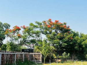  Plot – Garden View at SS Sainik Farms, Sector 150 - for Sale