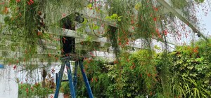 4 BHK Independent House For Rent in Nipania
