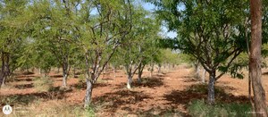 Plot Area in  Plot at Gnana Bharathi – for Sale