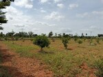 242 Sq.Yd. Plot in Agapally