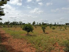 Plot For Sale in Agapally