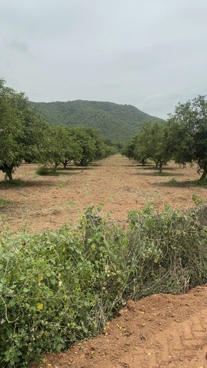Plot Area in  Plot at Surampalli – for Sale