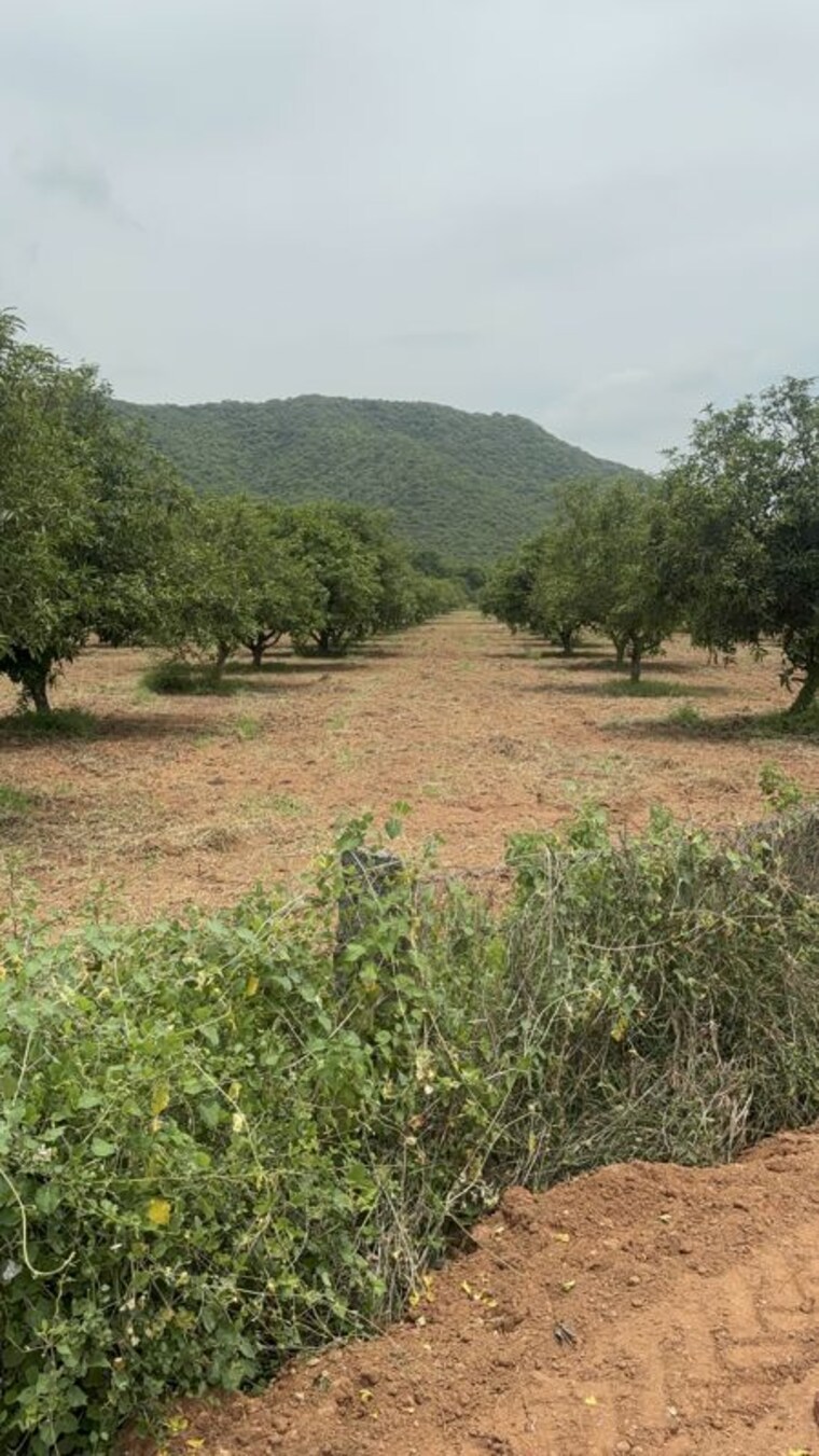 undefined, surampalli  183 Sq.Yd. Plot In Surampalli Vijayawada 10601703