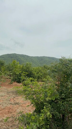 Plot Area in  Plot at Surampalli – for Sale