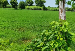  Land For Sale in Samalkha