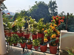 1 BHK Independent House – Garden View at Anarwala - for Rent