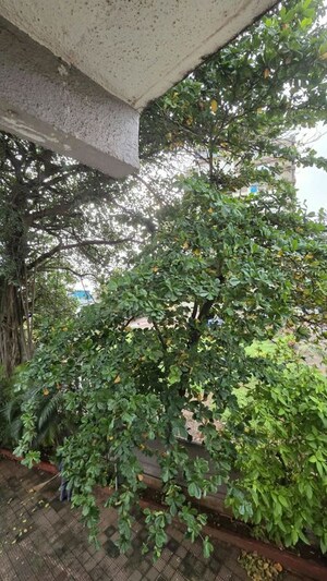 2 BHK Apartment – Garden View at Seven Bunglow - for Rent