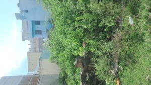 Plot Area in  Plot at Malviya Nagar – for Sale