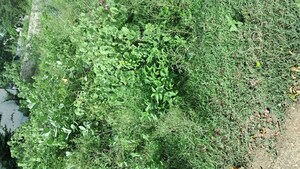  Plot – Garden View at Gandhi Nagar - for Sale