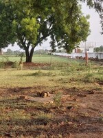 150 Sq.Yd. Plot in Saimari