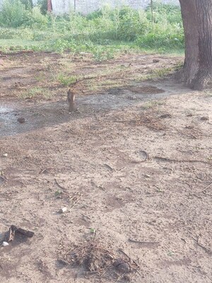 Plot Area in  Plot at Saimari – for Sale